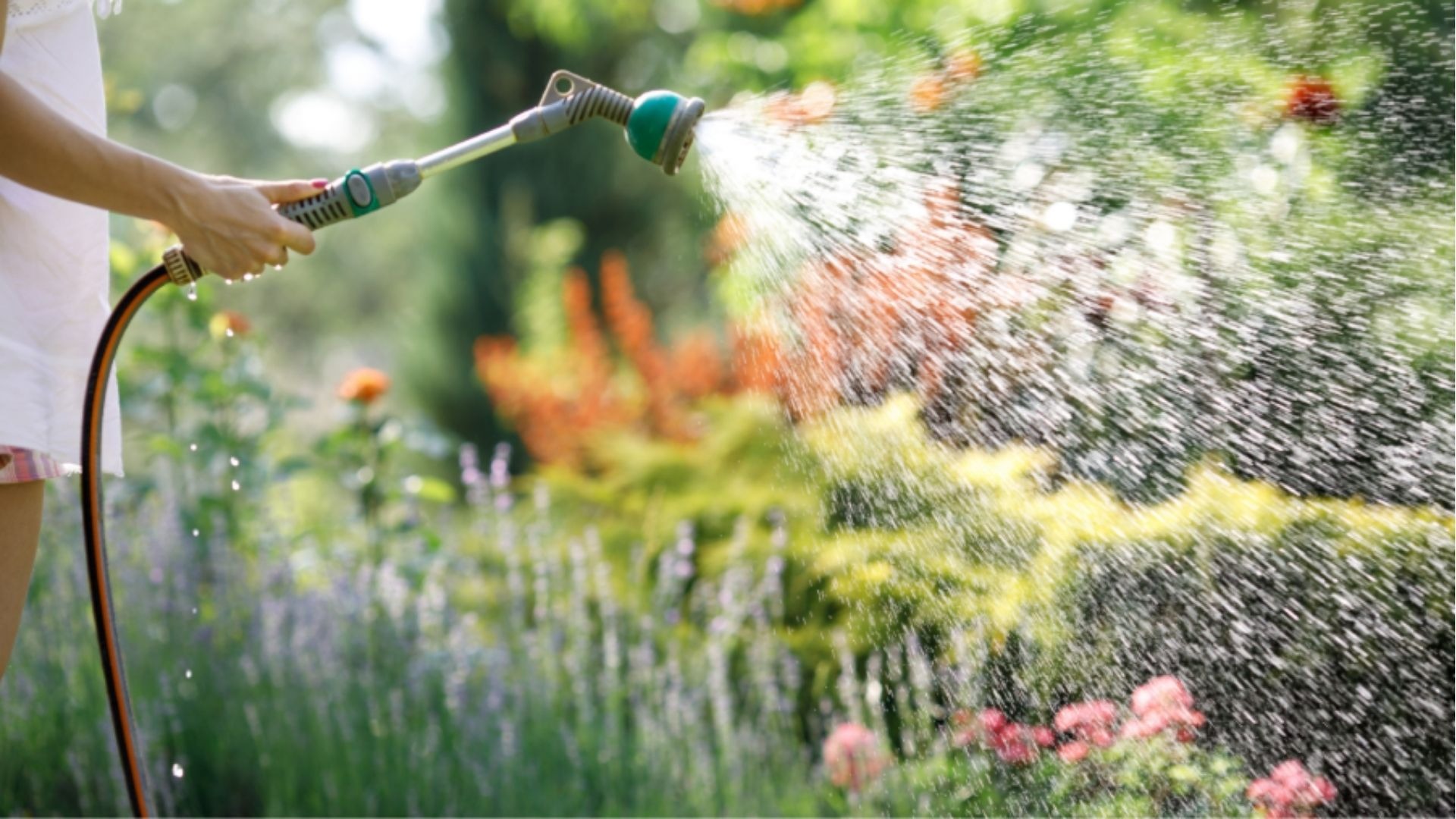 Arrosage_Watering - Darspec