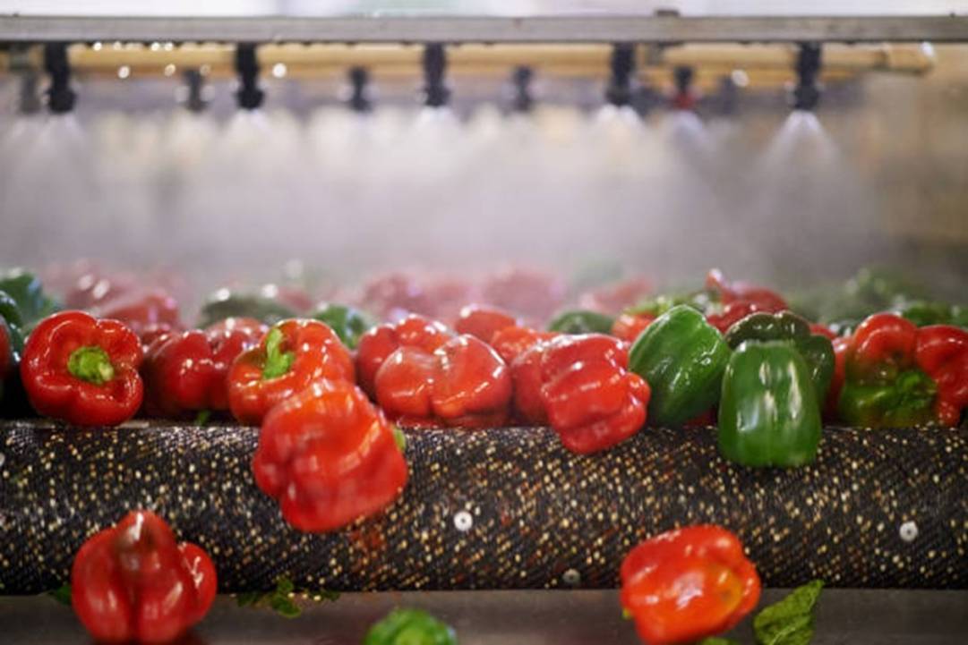 poivron agroalimentaire